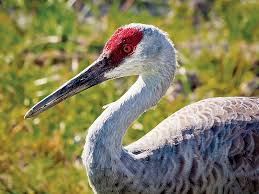 Download the perfect sandhill crane pictures. The World S Most Dangerous Gamebird