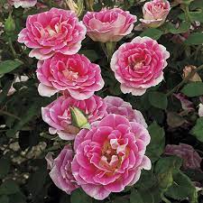 Find great deals on ebay for wade whimsies red rose tea figurines. Whimsy Miniature Rose