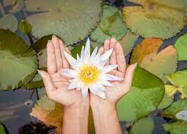 Teratai atau lotus adalah jenis tanaman air terapung dari genus nelumbo. Simbol Dan Makna Bunga Teratai Bibit Online