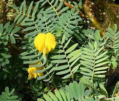 Image result for Aeschynomene afraspera