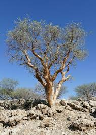 Image result for Commiphora schlechteri