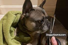 Do Dogs Whiskers Grow Back How Long If Cut Burned Plucked