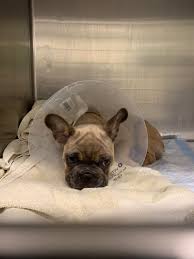 Worldwide shipping for all orders. Us Congressman Mike Quigley Joins Effort To Halt Deportation Of French Bulldogs Found Abandoned In O Hare Warehouse Chicago Tribune