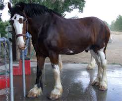 Budweiser clydesdale horses position themselves during filming for a super bowl budweiser commercial, november 11, 2004 in los angeles, california. The Livestock Conservancy