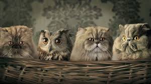 Cute Cat Owl Funny Funny Background Desktop Wall Mobile Cute Animals Animals Owl Cat