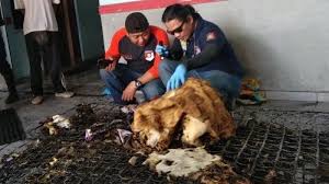 Lihat informasi lowongan kerja jawa timur terbaru hari ini di mamikos.com. Video Suami Bakar Istri Di Surabaya Penjaga Kos Sebut Keduanya Sempat Lakukan Ini Halaman 2 Tribun Jambi