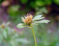 Image result for Bidens flagellata