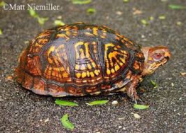 More images for how long can a box turtle live » Eastern Box Turtle State Of Tennessee Wildlife Resources Agency