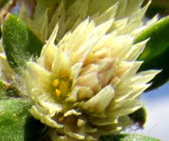 Image result for Alternanthera caracasana