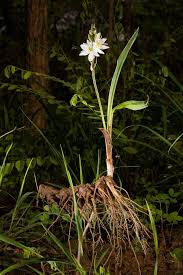 Image result for Stylochaeton borumensis