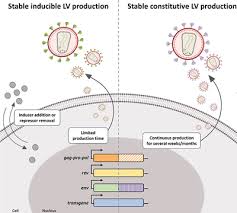 Animal cell that has no nucleus when fully developed. Progress And Perspectives In The Development Of Lentiviral Vector Producer Cells Ferreira 2021 Biotechnology Journal Wiley Online Library