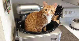 Rescue Kitty Named Bowie The Cat Is Simply The Coolest Tiny Kitten Cats Cute Little Kittens