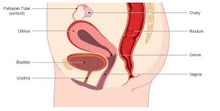 It has an internal part made of smooth muscle (thus involuntary) and an external part made of skeletal muscle (thus voluntary). Female Reproductive System Bioninja