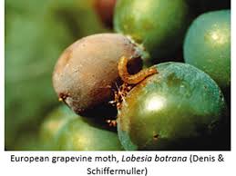 Image result for Lobesia botrana grapevine