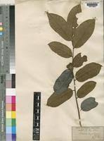 Image result for Uvaria angolensis