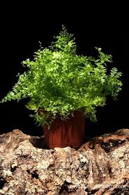 Image result for Nephrolepis exaltata