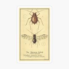 In some countries, bananas used for cooking may be called plantains, distinguishing them from dessert bananas. The Banana Aphid Photographic Print By Biosecuritycoll Redbubble
