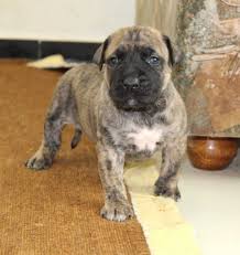Although they were used for fighting in the past, the presa canario is not a naturally aggressive dog. Blake Purebred Healthy Presa Canario Puppy For Sale Newdoggy Com