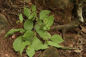 Image result for Mostuea