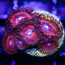 Pin On Zoanthids Zoas