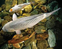 If the water isn't fresh or spring water, use a dechlorinator, a carbon charcoal filter, or a water conditioner to remove the chlorine. Language Of Koi Back To Basics Q A Pond Trade Magazine