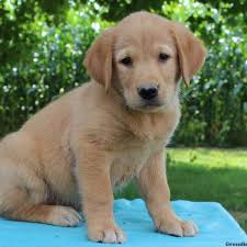 The golden retriever, some portion of the donning gathering of dogs, was initially reared as a chasing partner for recovering waterfowl, and keeps on being a standout amongst the most mainstream family puppies in the united states. Golden Retriever Lab Mix Puppies For Sale Near Me Petfinder