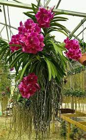 Http Www Cassiaflorist Com P Toko Bunga Di Wijaya Kusuma Jakarta Html Beautiful Orchids Hanging Orchid Vanda Orchids