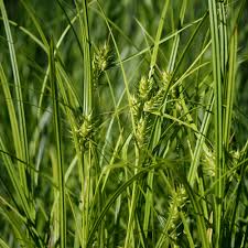 Image result for Carex leptosaccus