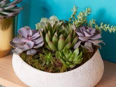 I have that same cactus it blooms at least 3 times every year. How To Plant A Cactus Container Garden Hgtv