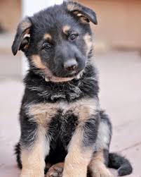 Black And Tan Puppies German Shepherd Lilly German Shepherd Dog At 6 Weeks Old Gsd Puppy Black And Tan Gsd Puppies German Shepherd Puppies German Shepherd Dogs
