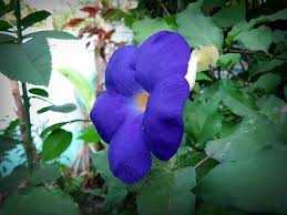 Image result for Thunbergia erecta
