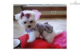 If you require a pup with breeding rights or for show quality with a top pedigree then expect to pay from $3,500 upwards to $10,000 or even more. Maltese Puppy For Sale Near Dallas X2f Fort Worth Texas A54c9857 30a1 Maltese Puppy Teacup Puppies Maltese Teacup Maltese