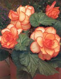Pin On Gardening