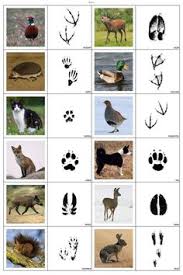 Tierspuren Tierspuren Tiere Fussspuren