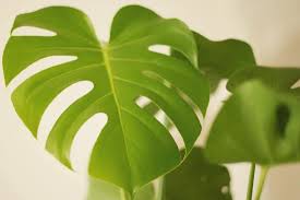 Thirsty pothos can also have yellow leaves on occasion. Pothos Leaves Drooping 4 Common Problems And Solutions Sprouting Indoors Succulent Cactus And Houseplant Tips