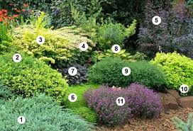 Juniperus Pingii Blue Carpet Hypericum Hidcote Zveroboj Kustarnikovyj Hidkot Berberis Thunbergii Aurea Sed Kompozicii Cvetnikov Sadovye Shary Cvetniki