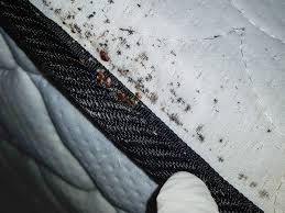 How do bed bug mattress covers work? Signs Of Bedbugs In Your Home