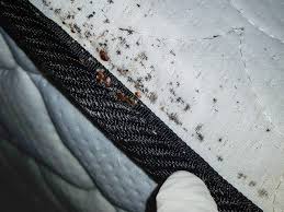 They are tiny and look like blk spots. Signs Of Bedbugs In Your Home