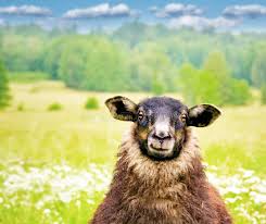 Check spelling or type a new query. 24 864 Black Sheep Photos Free Royalty Free Stock Photos From Dreamstime