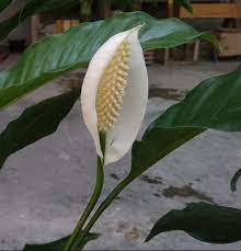 Pin On Flower Collection