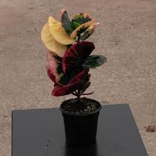 Image result for Codiaeum