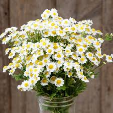 Image result for Matricaria