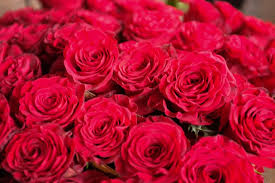 This beautiful cut flower blooms in summer and fall in colors of white, blue, purple, white, red, and pink. Open Cut Roses Best Quality Roses Delivered In Lexington Ky