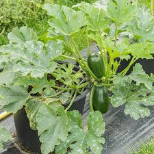 You will find planting squash including zucchini and yellow squash in your home vegetable garden is both fun and easy. Green Griller Zucchini Bonnie Plants