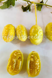 Image result for Cucumis engleri