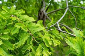 We did not find results for: Garden Docs How To Tell The Difference Between A Dawn Redwood And A Bald Cypress