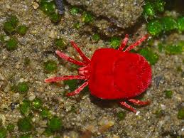 Image result for Chigger