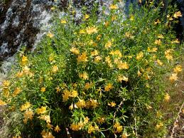 Maybe you would like to learn more about one of these? Featured Native Plant Santa Ynez Valley Botanic Garden
