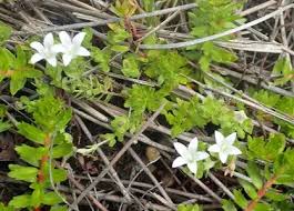 Image result for Wahlenbergia wittei