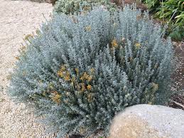 Image result for Helichrysum kirkii